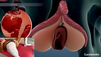 Biology Of Female Orgasm: A Physiological Exploration